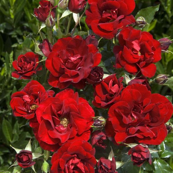 DEMI-TIGE ROSE DE FLEURIE ® Harnoble